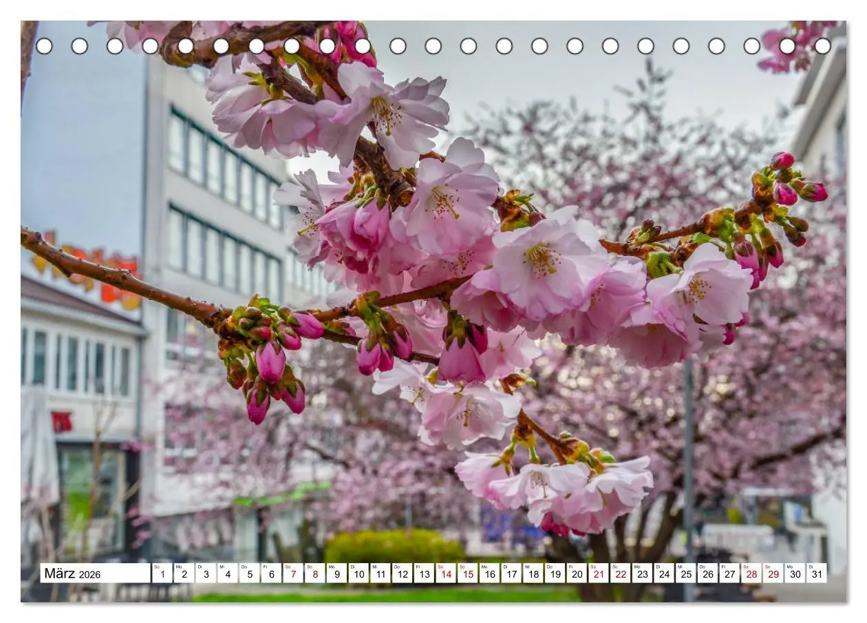 Bild: 9783457599662 | Kassel begeistert (Tischkalender 2026 DIN A5 quer), CALVENDO...