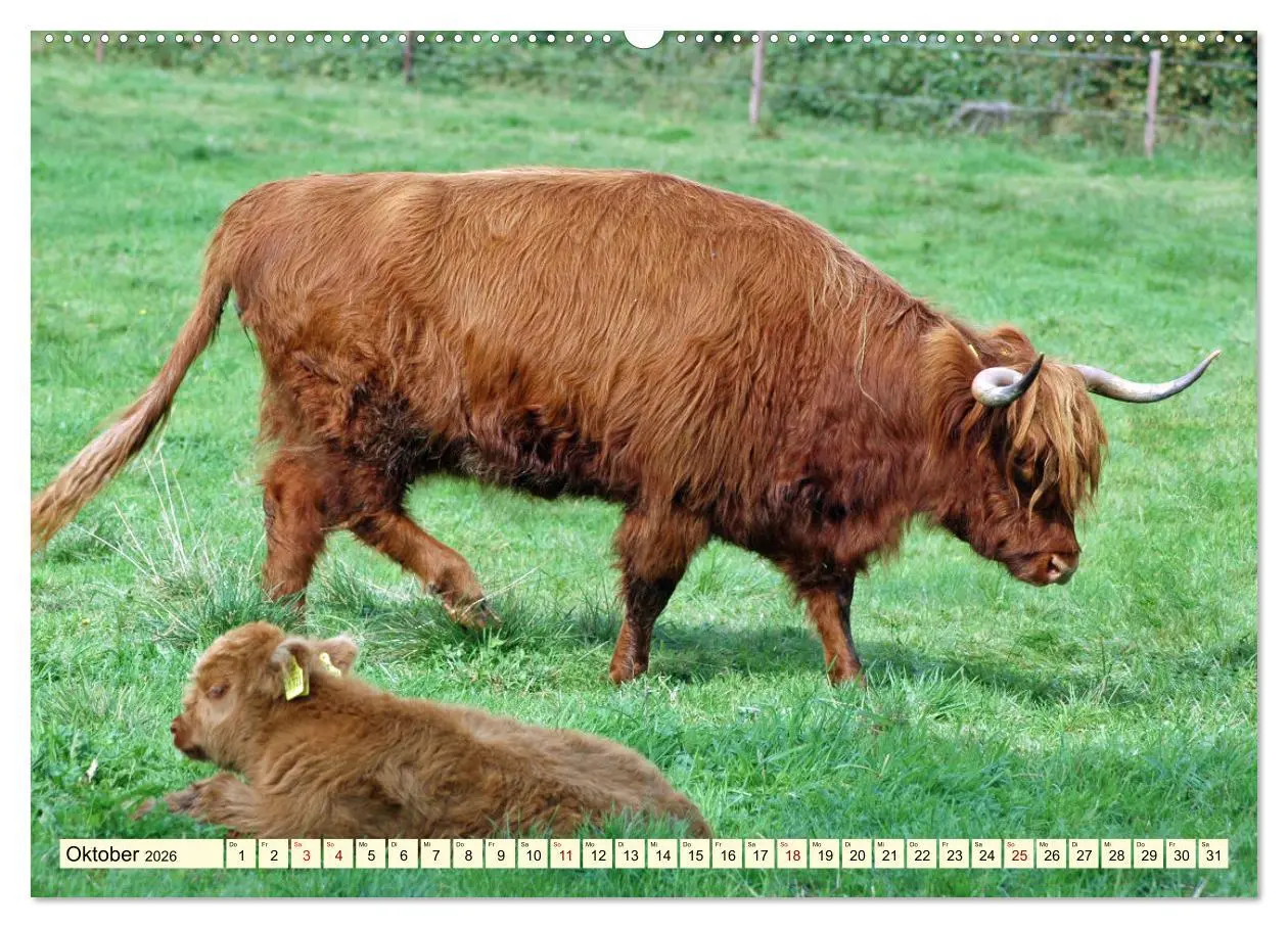 Bild: 9783457669662 | Die anmutigste Rinderrasse - Das schottische Hochlandrind...