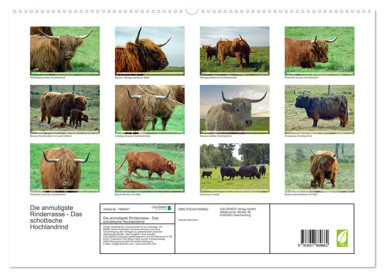 Bild: 9783457669662 | Die anmutigste Rinderrasse - Das schottische Hochlandrind...