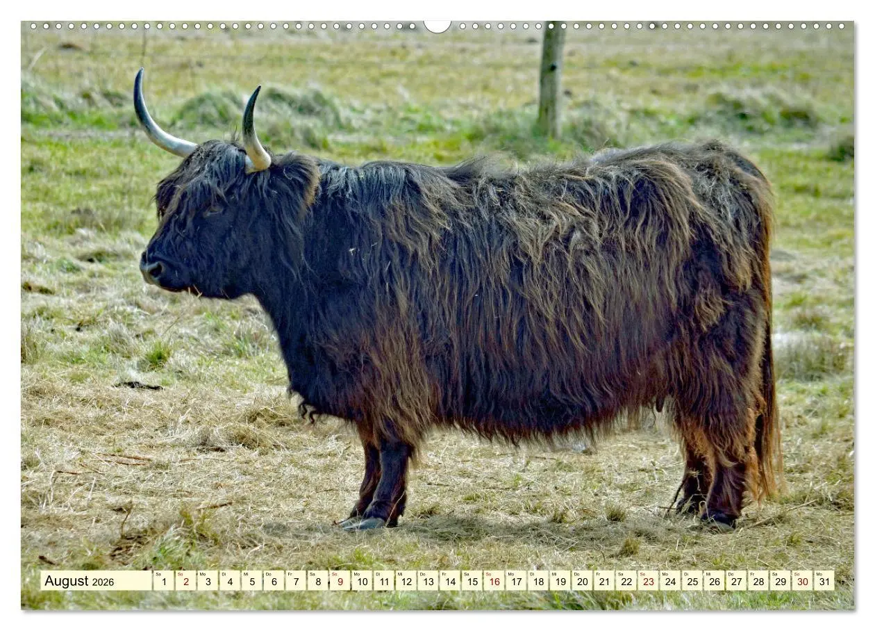 Bild: 9783457669662 | Die anmutigste Rinderrasse - Das schottische Hochlandrind...