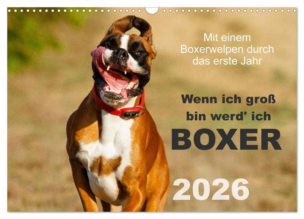 Cover: 9783516139662 | Wenn ich groß bin werd' ich Boxer (Wandkalender 2026 DIN A3 quer),...