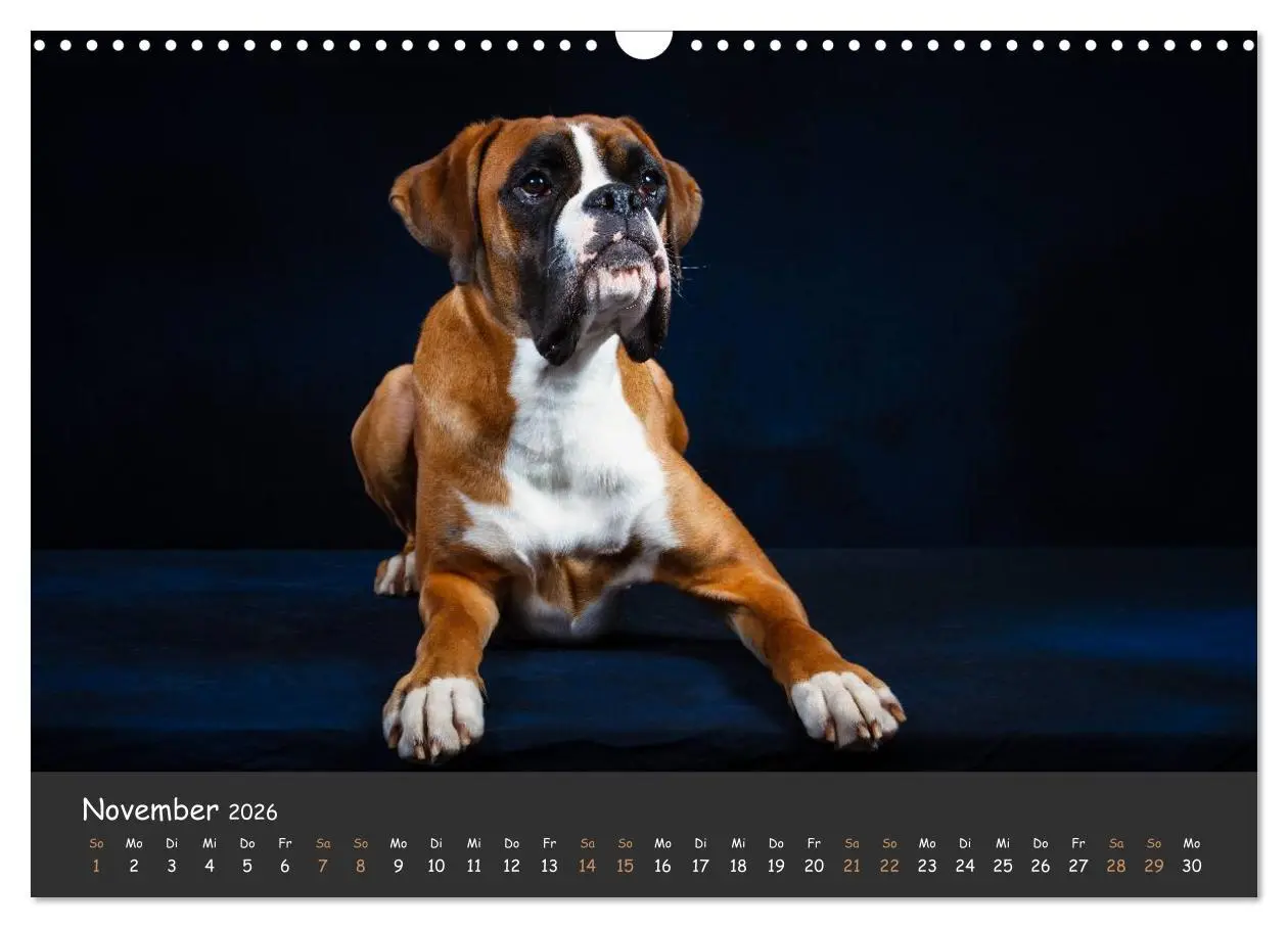 Bild: 9783516139662 | Wenn ich groß bin werd' ich Boxer (Wandkalender 2026 DIN A3 quer),...