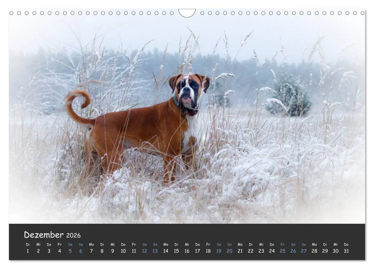 Bild: 9783516139662 | Wenn ich groß bin werd' ich Boxer (Wandkalender 2026 DIN A3 quer),...