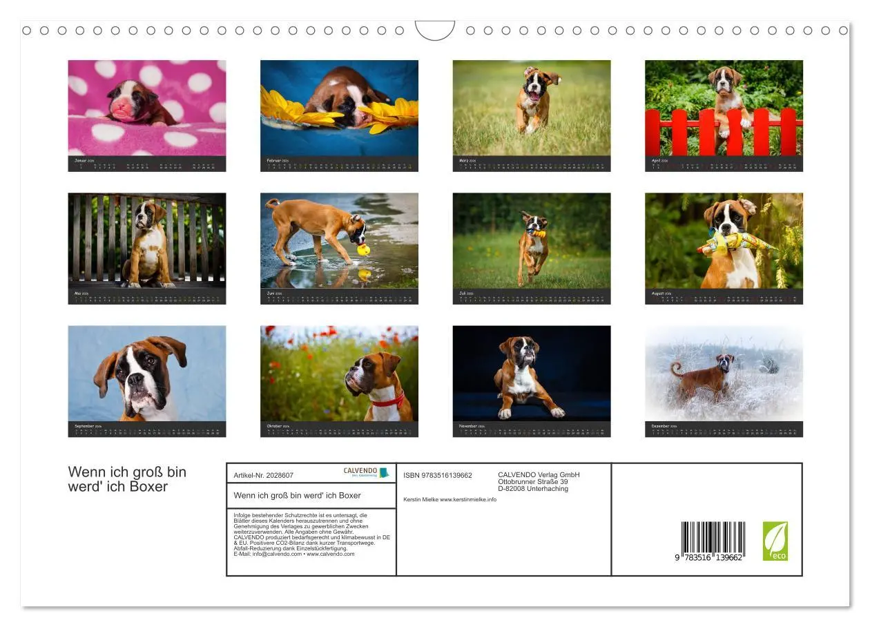 Bild: 9783516139662 | Wenn ich groß bin werd' ich Boxer (Wandkalender 2026 DIN A3 quer),...