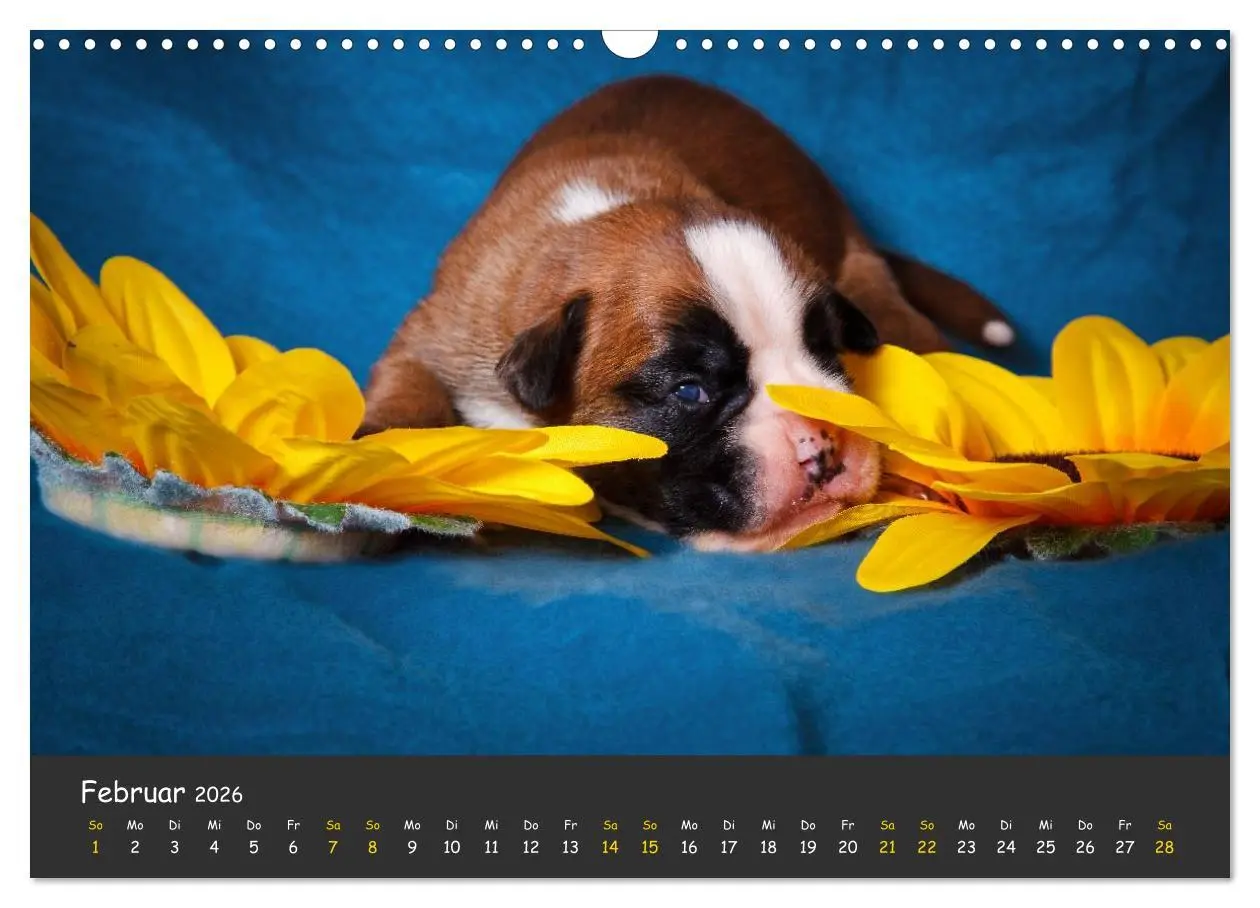 Bild: 9783516139662 | Wenn ich groß bin werd' ich Boxer (Wandkalender 2026 DIN A3 quer),...