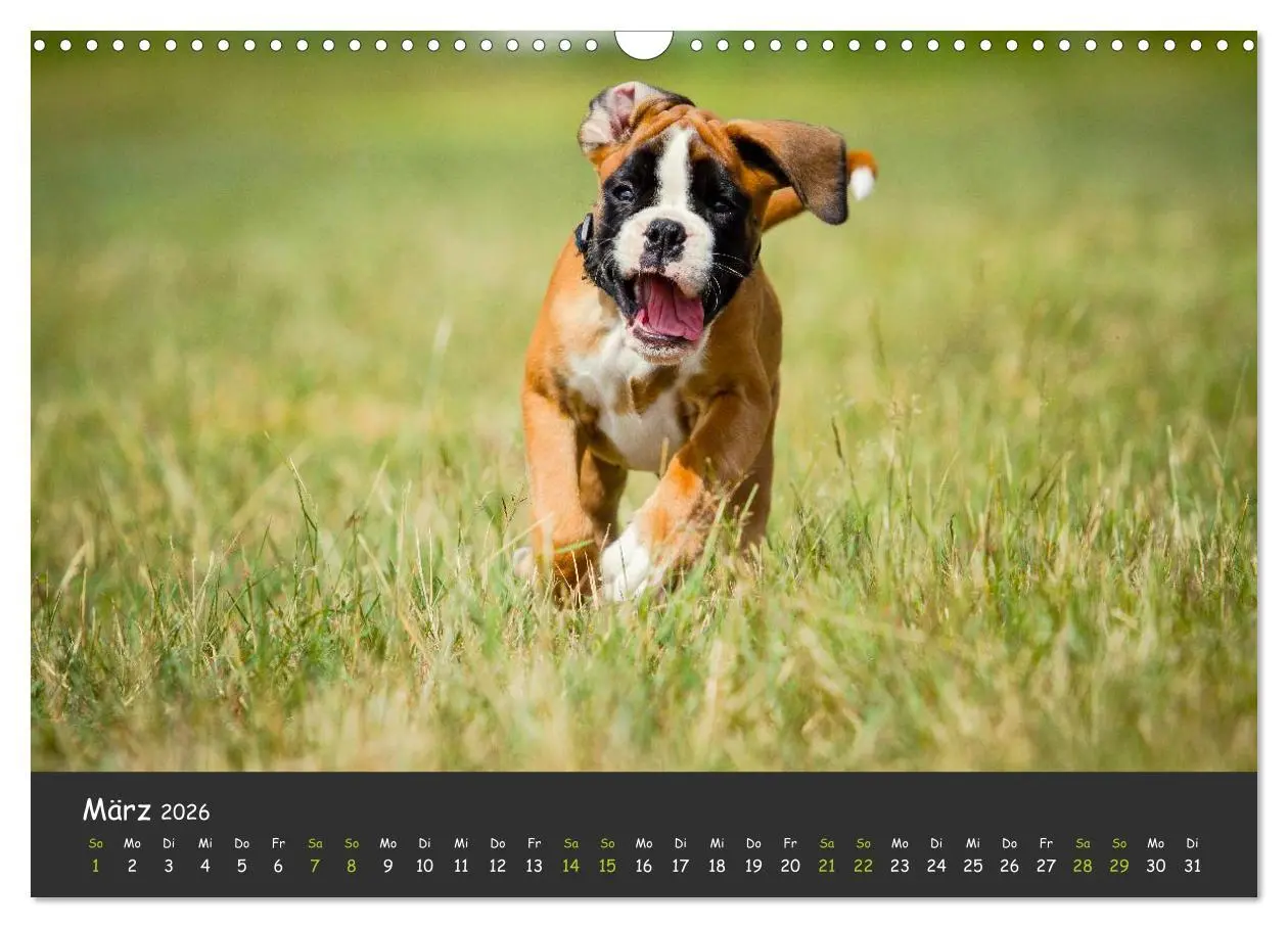 Bild: 9783516139662 | Wenn ich groß bin werd' ich Boxer (Wandkalender 2026 DIN A3 quer),...
