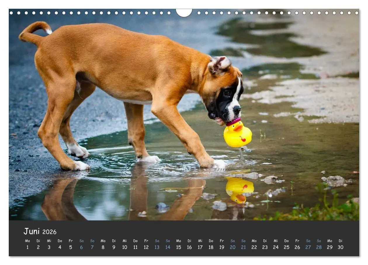Bild: 9783516139662 | Wenn ich groß bin werd' ich Boxer (Wandkalender 2026 DIN A3 quer),...