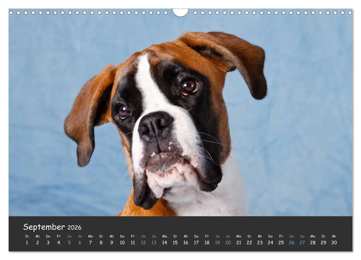 Bild: 9783516139662 | Wenn ich groß bin werd' ich Boxer (Wandkalender 2026 DIN A3 quer),...