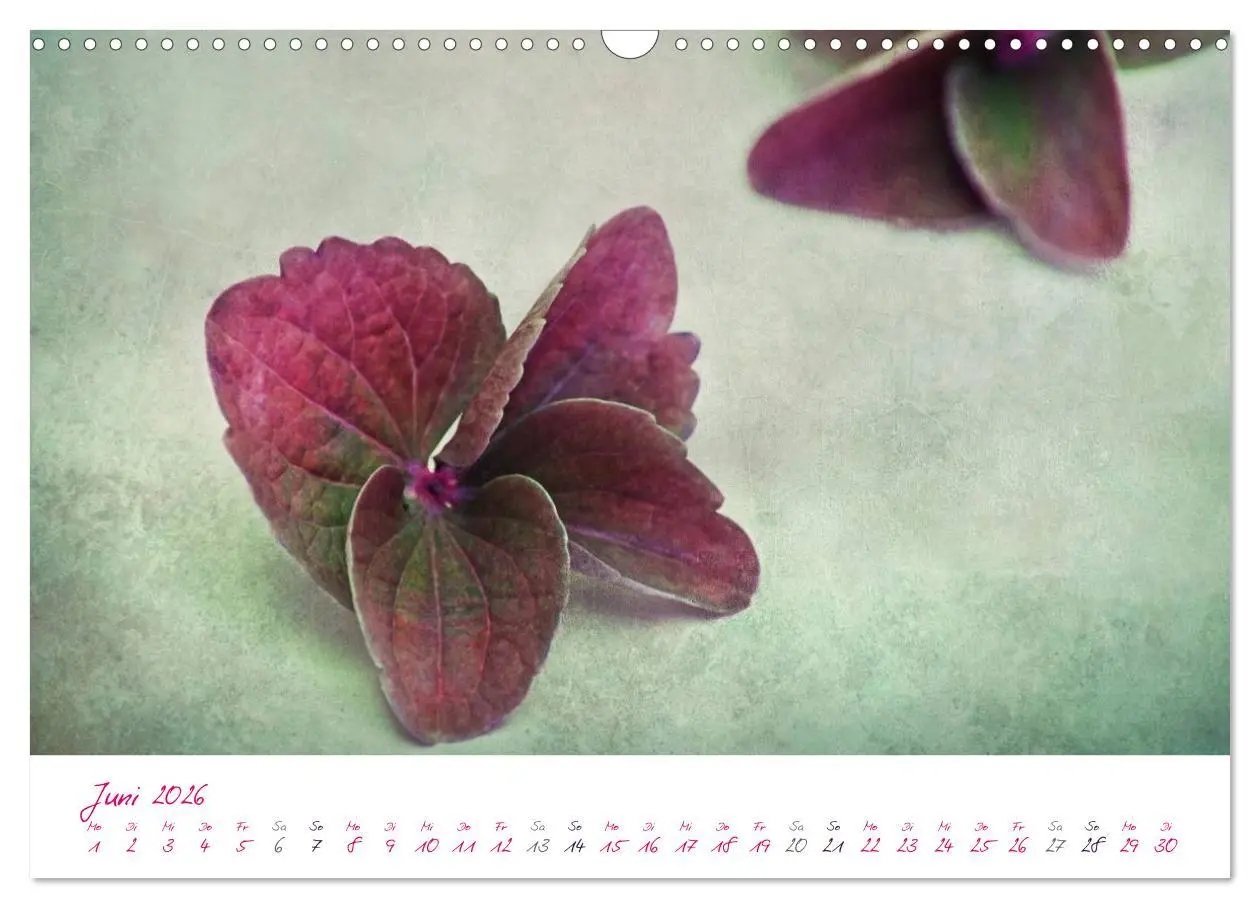 Bild: 9783516209662 | Momente in Rosa (Wandkalender 2026 DIN A3 quer), CALVENDO...