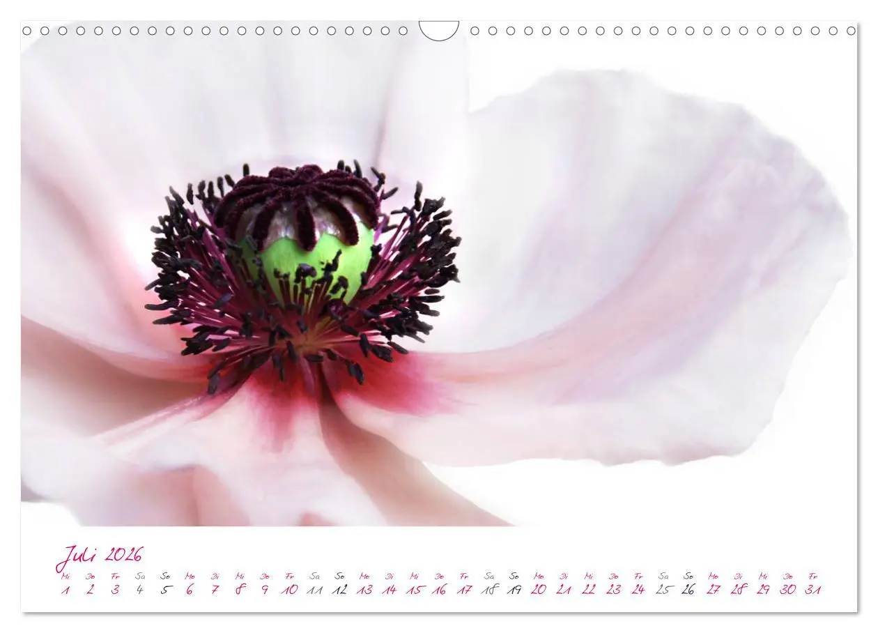 Bild: 9783516209662 | Momente in Rosa (Wandkalender 2026 DIN A3 quer), CALVENDO...