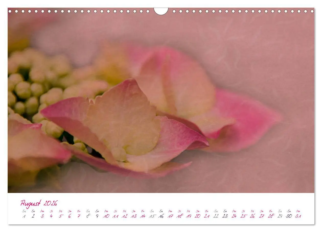 Bild: 9783516209662 | Momente in Rosa (Wandkalender 2026 DIN A3 quer), CALVENDO...