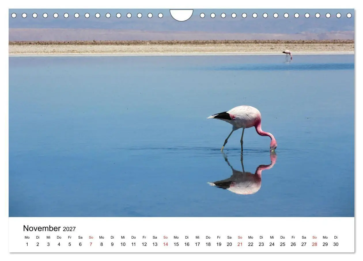 Bild: 9783569539662 | Mein Flamingo Jahr (Wandkalender 2027 DIN A4 quer), CALVENDO...