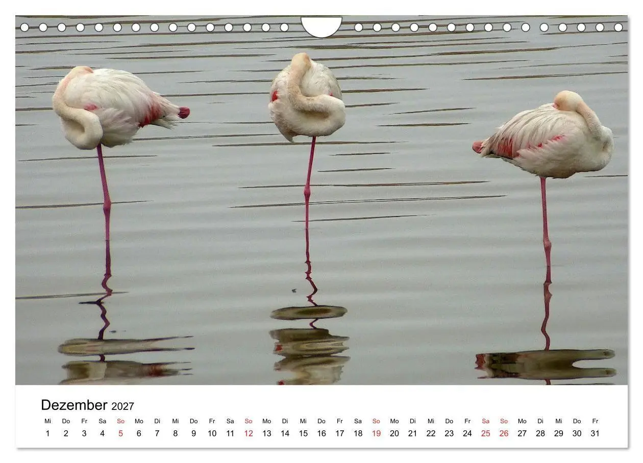 Bild: 9783569539662 | Mein Flamingo Jahr (Wandkalender 2027 DIN A4 quer), CALVENDO...