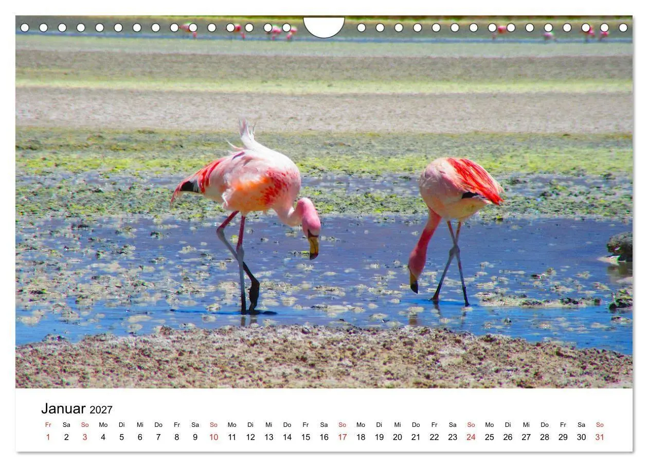 Bild: 9783569539662 | Mein Flamingo Jahr (Wandkalender 2027 DIN A4 quer), CALVENDO...