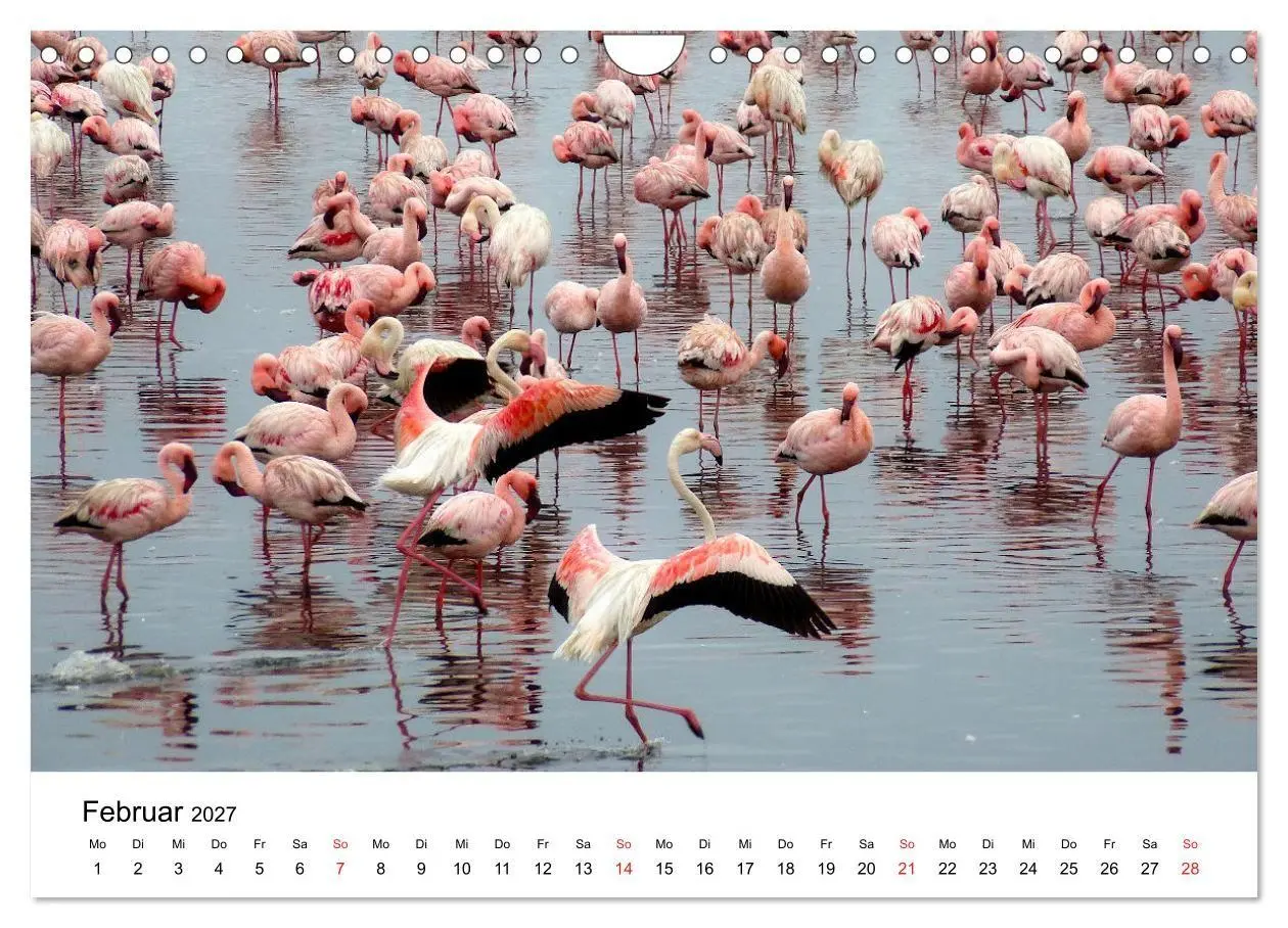 Bild: 9783569539662 | Mein Flamingo Jahr (Wandkalender 2027 DIN A4 quer), CALVENDO...