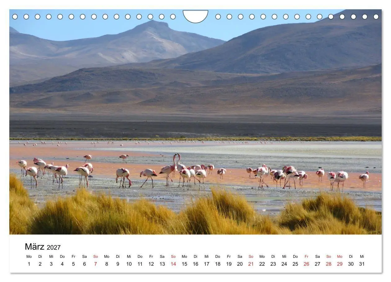 Bild: 9783569539662 | Mein Flamingo Jahr (Wandkalender 2027 DIN A4 quer), CALVENDO...
