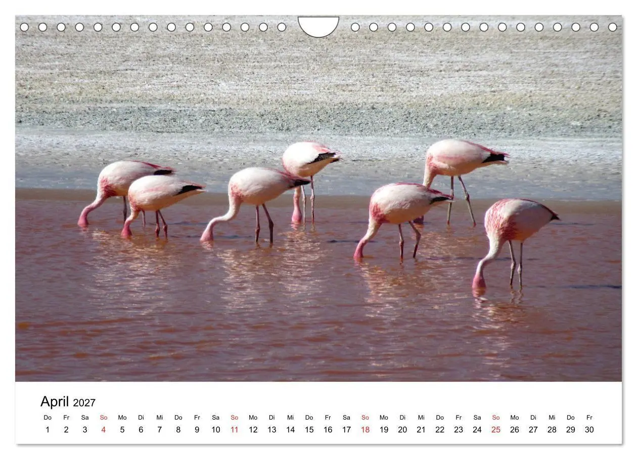 Bild: 9783569539662 | Mein Flamingo Jahr (Wandkalender 2027 DIN A4 quer), CALVENDO...