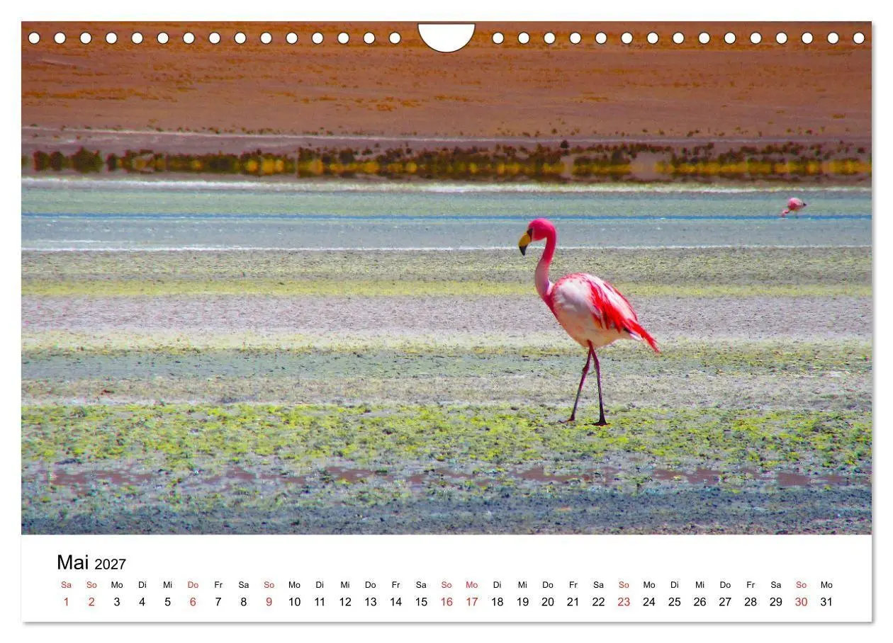Bild: 9783569539662 | Mein Flamingo Jahr (Wandkalender 2027 DIN A4 quer), CALVENDO...