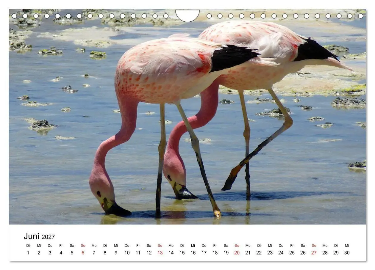 Bild: 9783569539662 | Mein Flamingo Jahr (Wandkalender 2027 DIN A4 quer), CALVENDO...