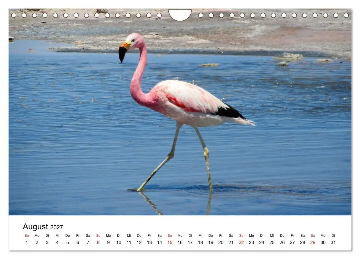 Bild: 9783569539662 | Mein Flamingo Jahr (Wandkalender 2027 DIN A4 quer), CALVENDO...