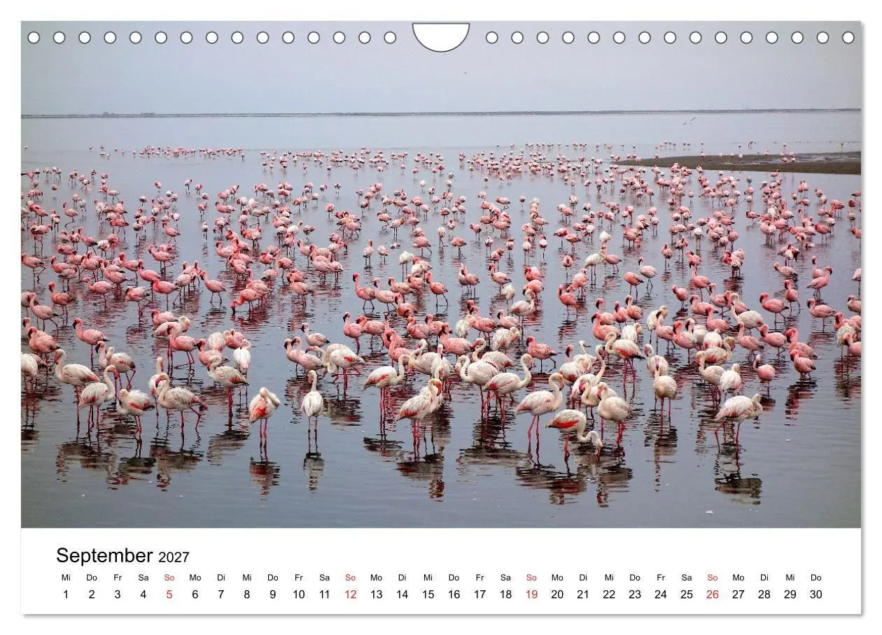 Bild: 9783569539662 | Mein Flamingo Jahr (Wandkalender 2027 DIN A4 quer), CALVENDO...