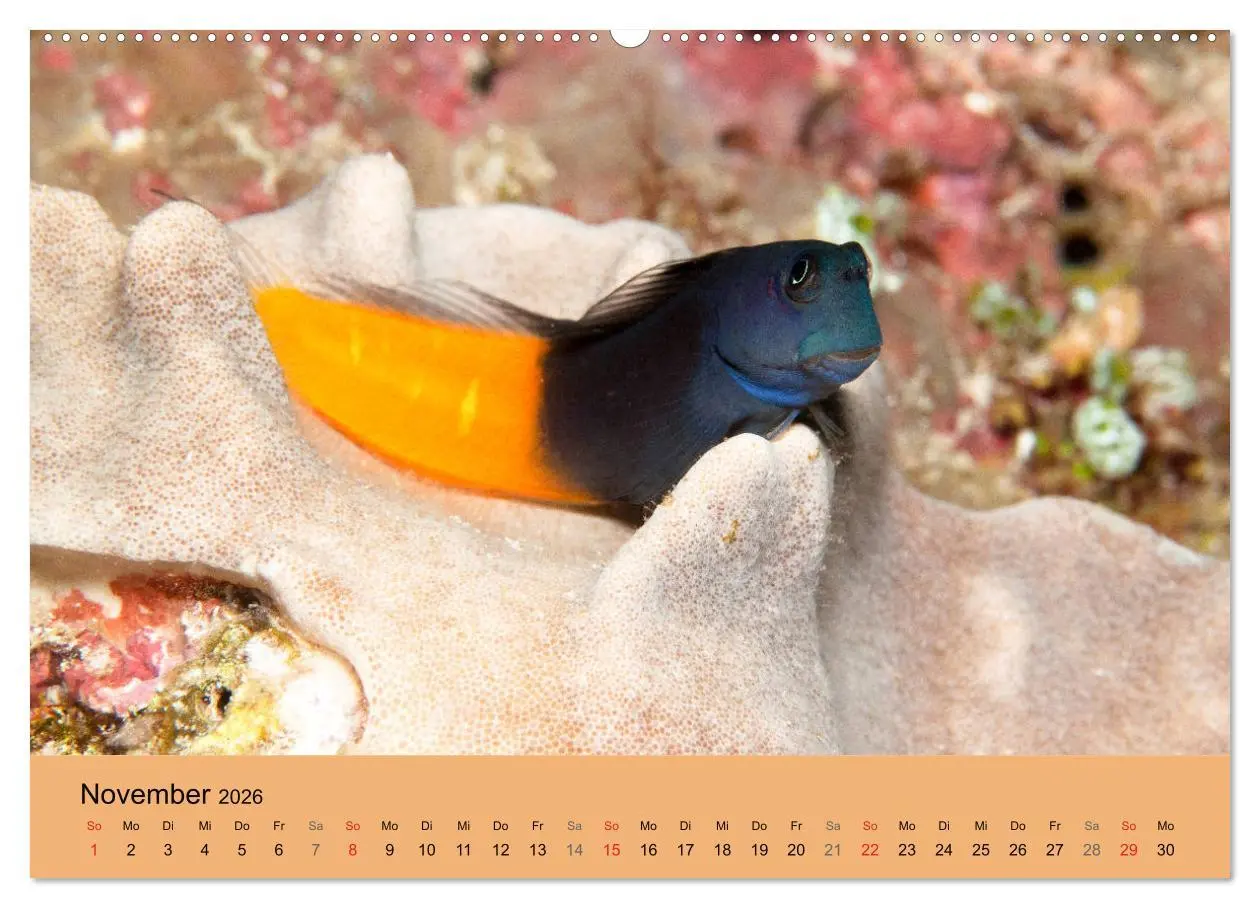 Bild: 9783516119862 | Meerestiere unter der Lupe - Unterwasserkalender (hochwertiger...