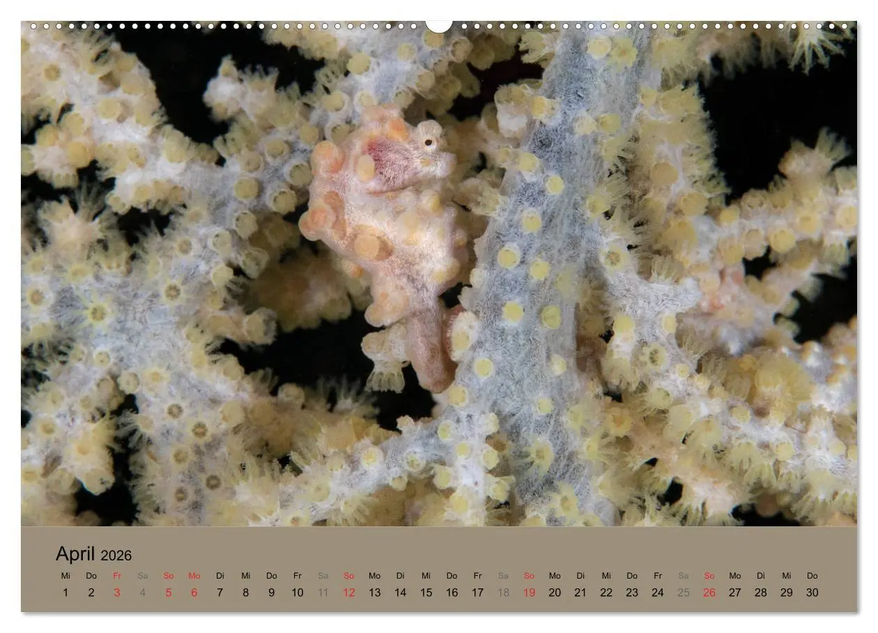 Bild: 9783516119862 | Meerestiere unter der Lupe - Unterwasserkalender (hochwertiger...