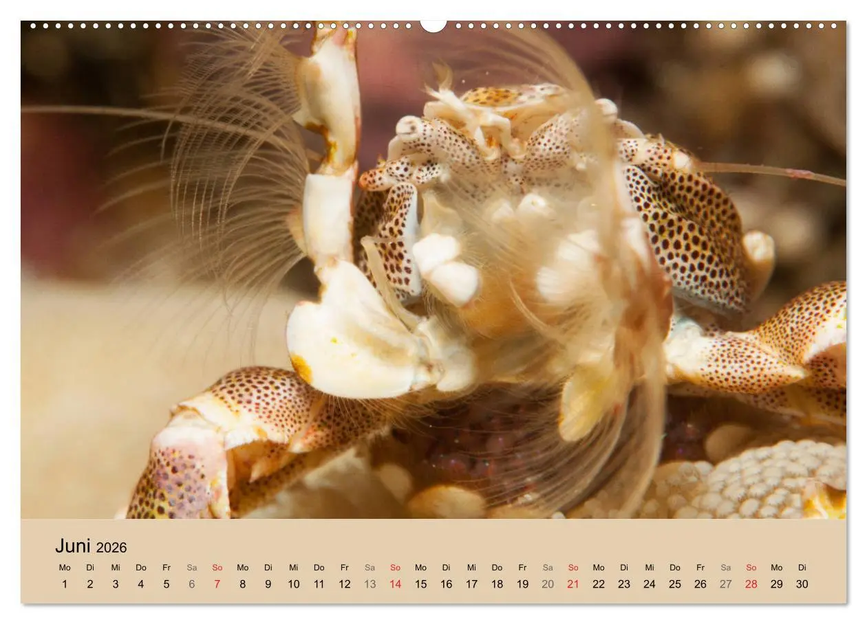 Bild: 9783516119862 | Meerestiere unter der Lupe - Unterwasserkalender (hochwertiger...
