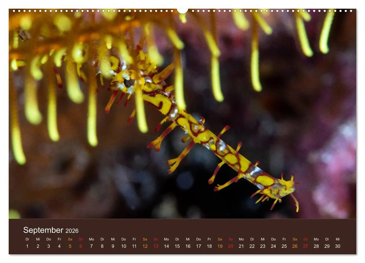 Bild: 9783516119862 | Meerestiere unter der Lupe - Unterwasserkalender (hochwertiger...