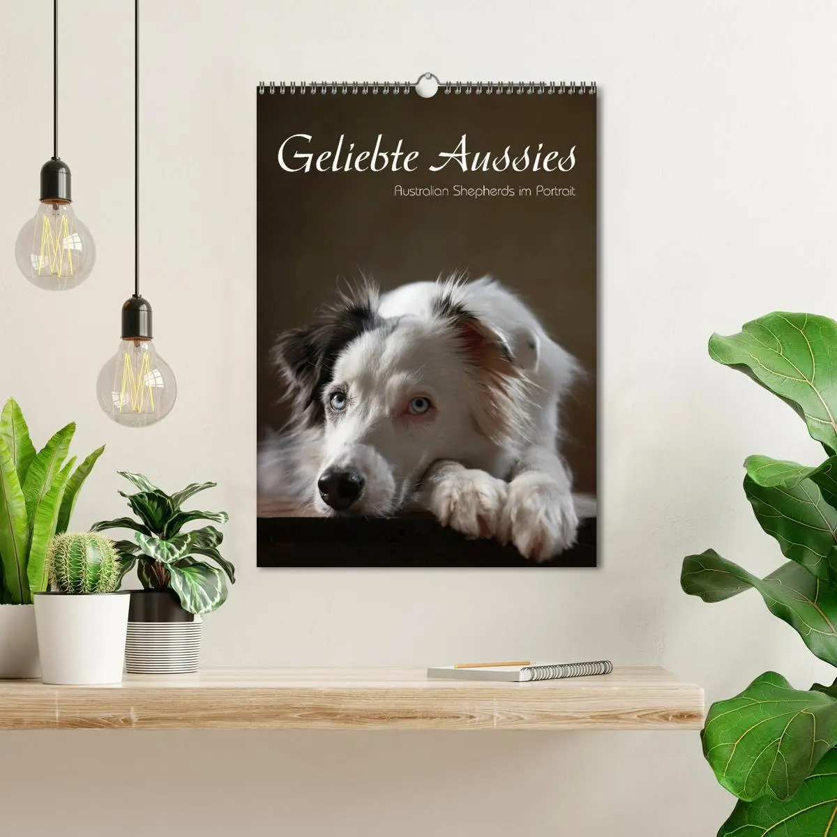 Bild: 9783516419962 | Geliebte Aussies - Australian Shepherds im Portrait (Wandkalender...