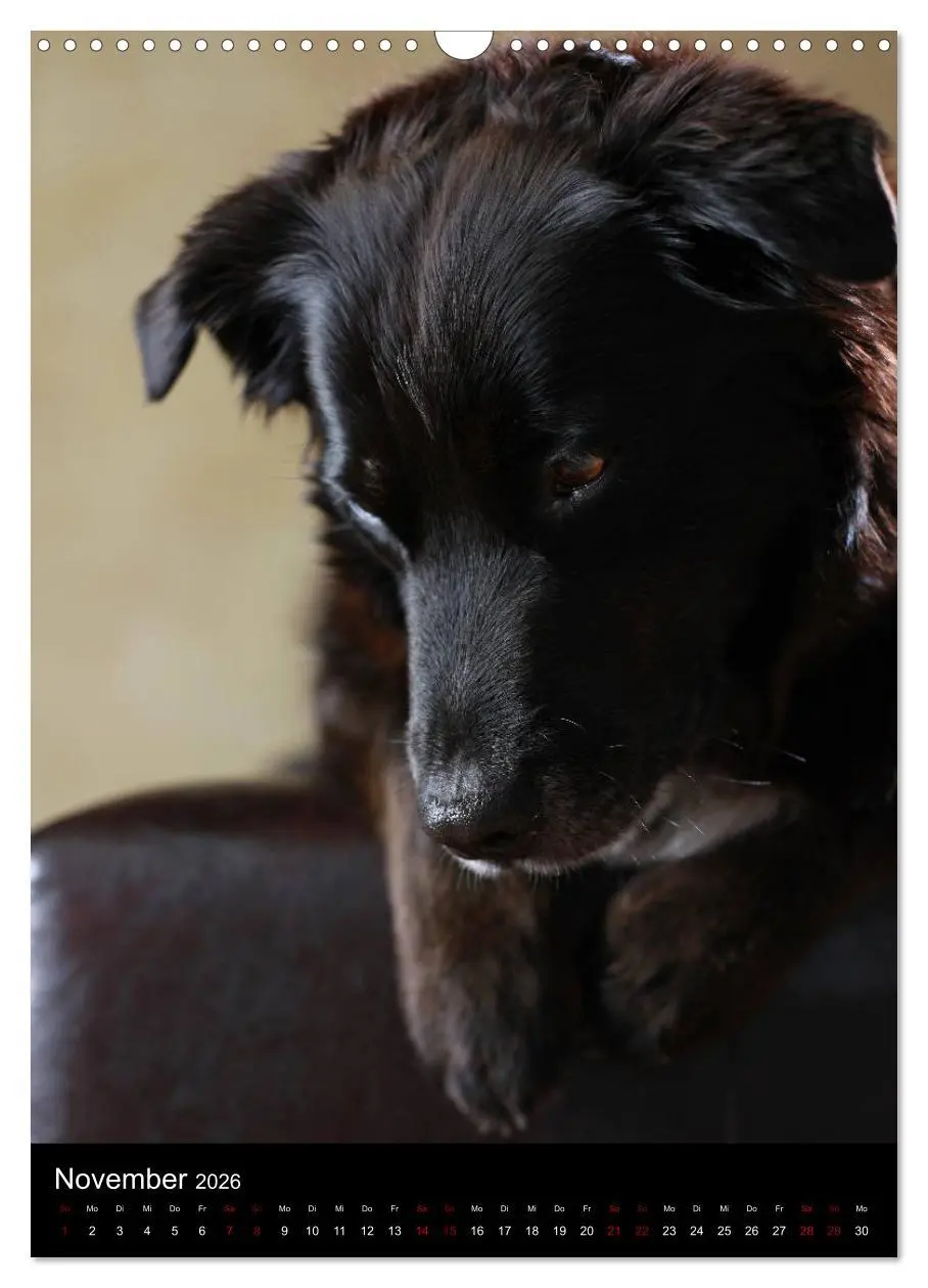 Bild: 9783516419962 | Geliebte Aussies - Australian Shepherds im Portrait (Wandkalender...