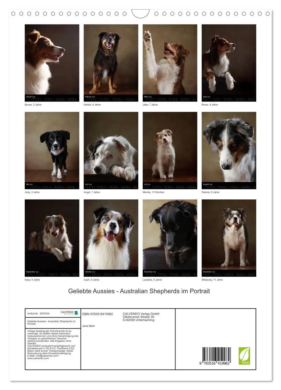 Bild: 9783516419962 | Geliebte Aussies - Australian Shepherds im Portrait (Wandkalender...