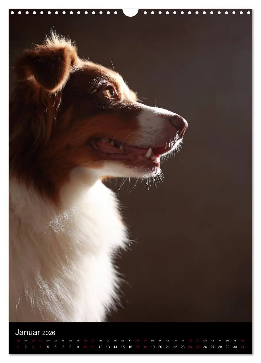 Bild: 9783516419962 | Geliebte Aussies - Australian Shepherds im Portrait (Wandkalender...