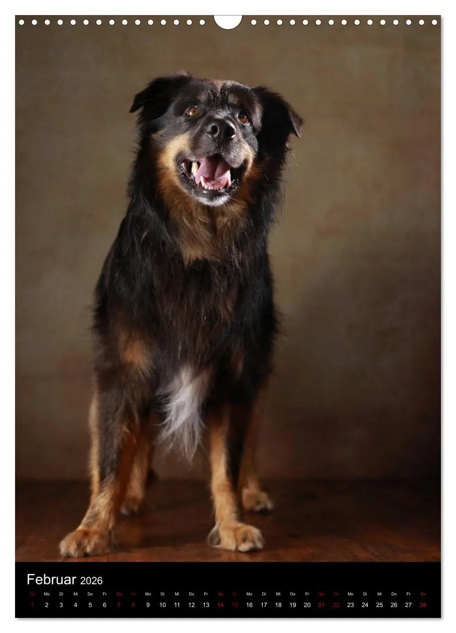 Bild: 9783516419962 | Geliebte Aussies - Australian Shepherds im Portrait (Wandkalender...