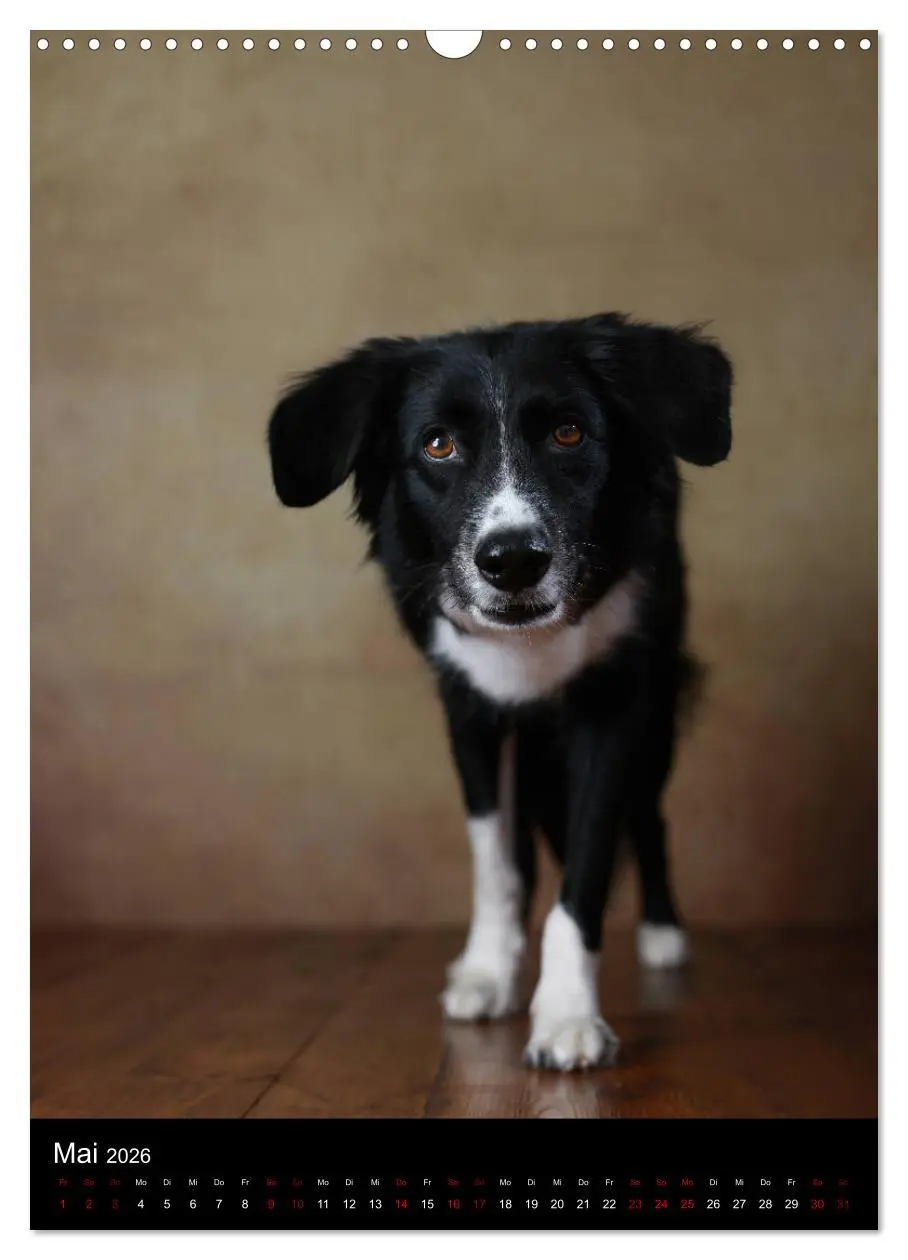 Bild: 9783516419962 | Geliebte Aussies - Australian Shepherds im Portrait (Wandkalender...