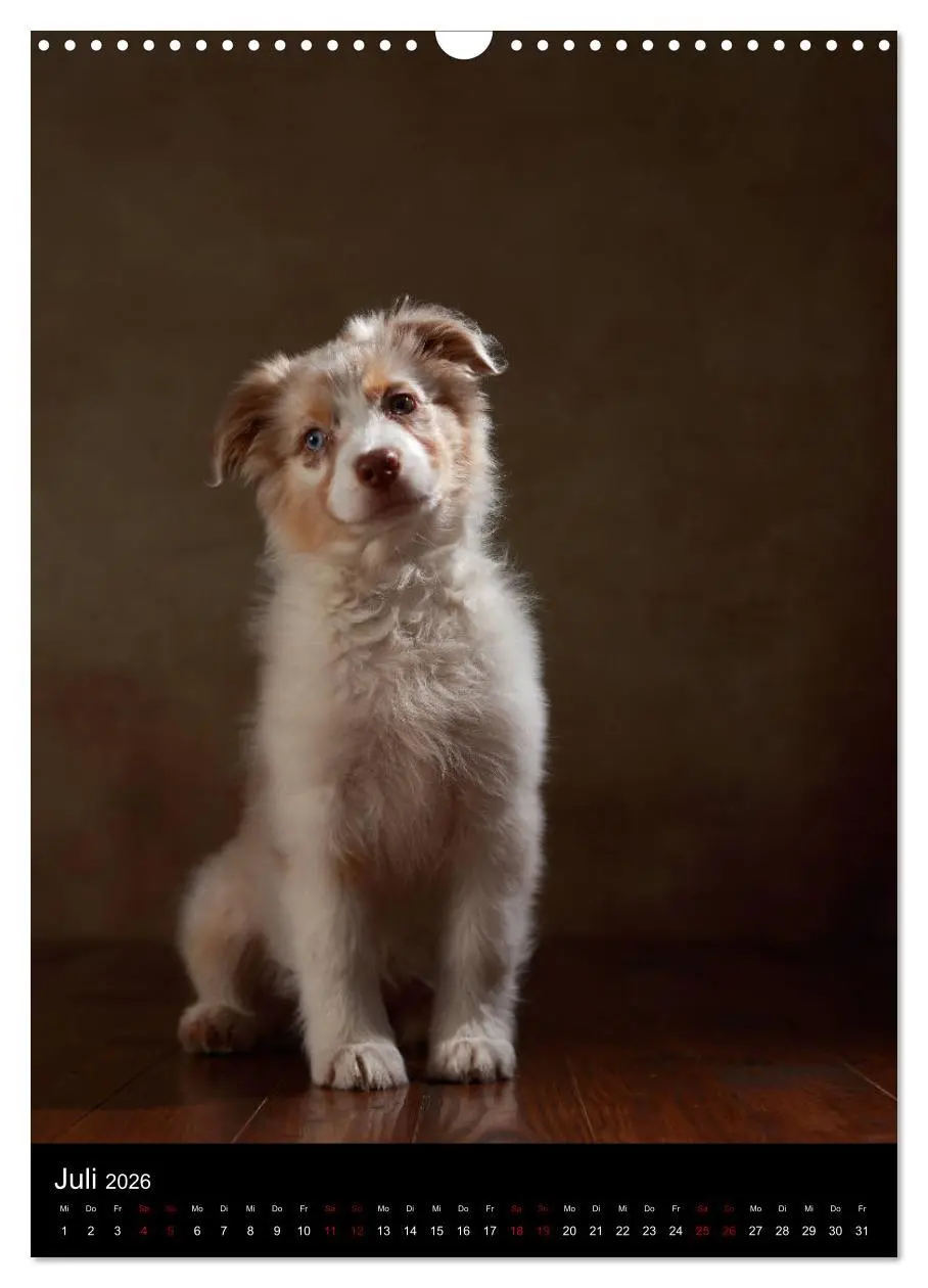 Bild: 9783516419962 | Geliebte Aussies - Australian Shepherds im Portrait (Wandkalender...