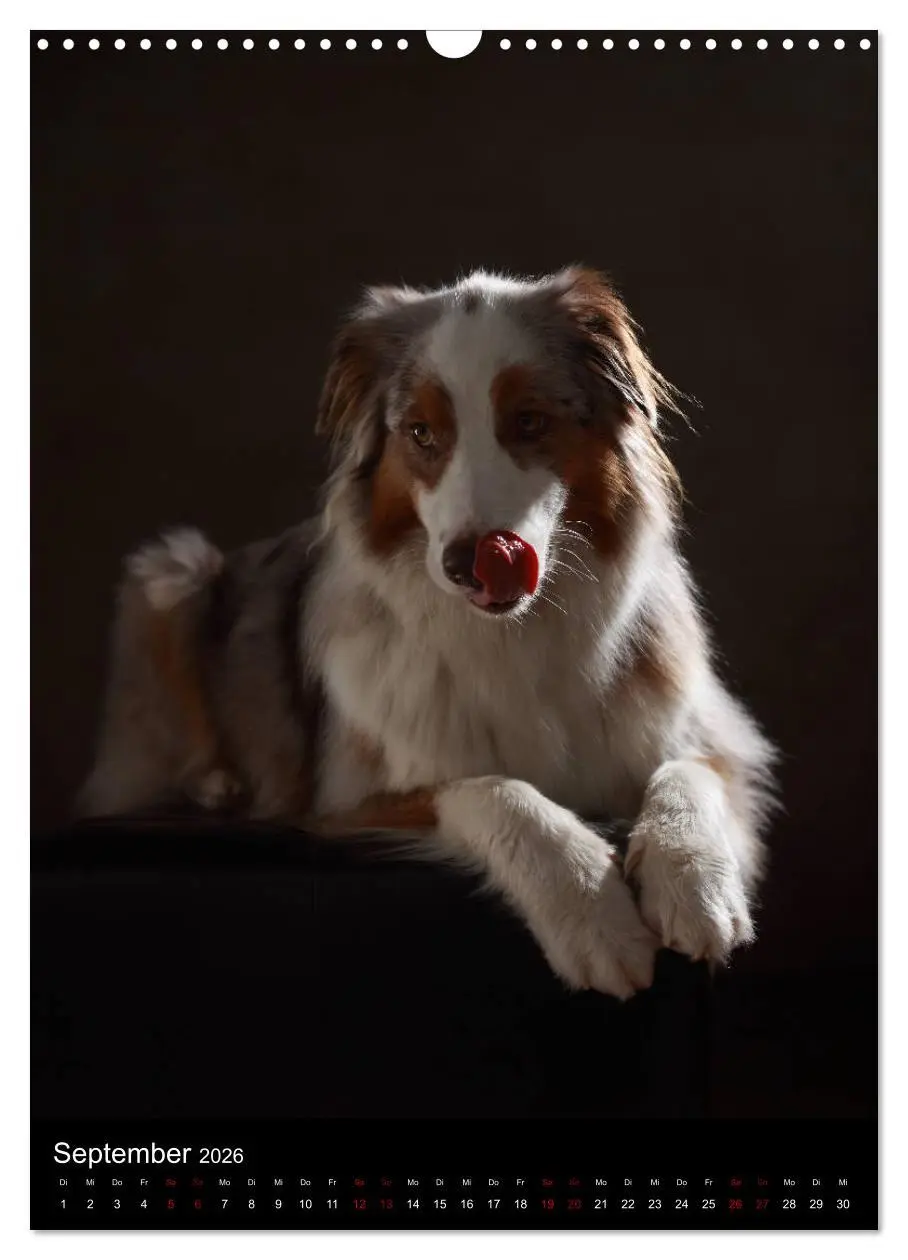Bild: 9783516419962 | Geliebte Aussies - Australian Shepherds im Portrait (Wandkalender...