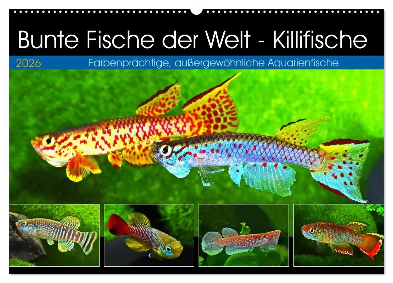Cover: 9783457990063 | Bunte Fische der Welt - Killifische (Wandkalender 2026 DIN A2...