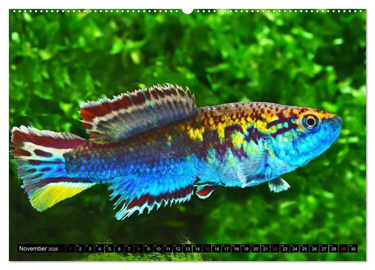 Bild: 9783457990063 | Bunte Fische der Welt - Killifische (Wandkalender 2026 DIN A2...