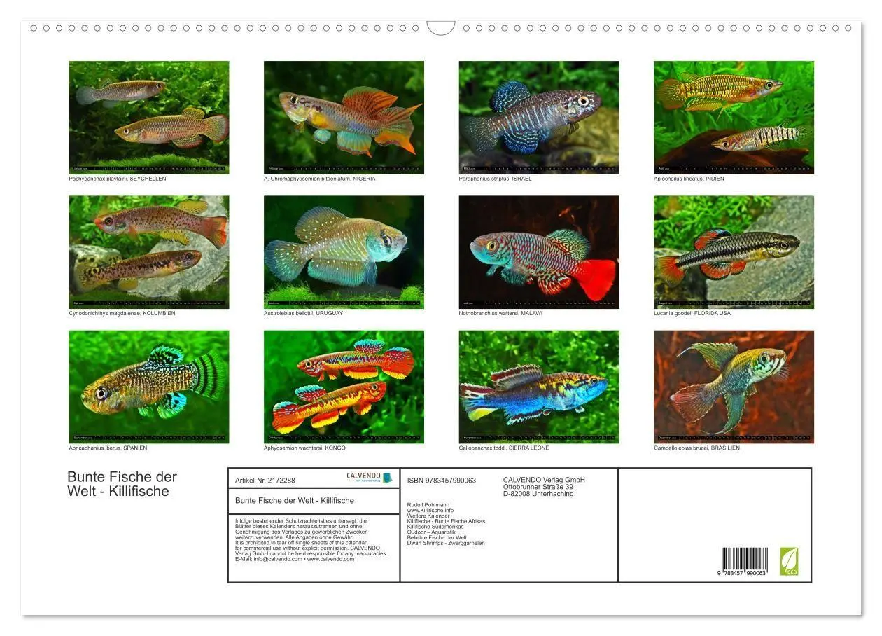 Bild: 9783457990063 | Bunte Fische der Welt - Killifische (Wandkalender 2026 DIN A2...