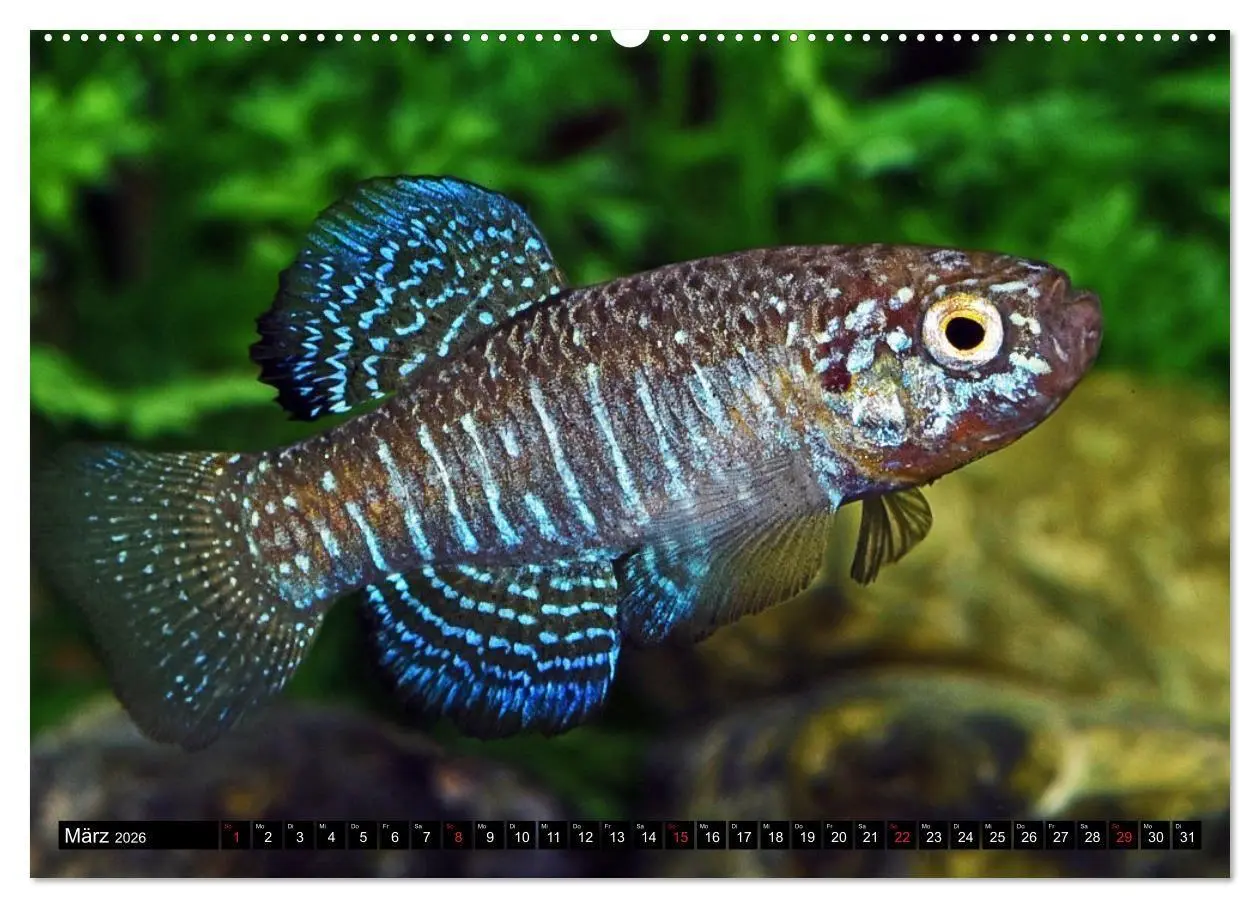 Bild: 9783457990063 | Bunte Fische der Welt - Killifische (Wandkalender 2026 DIN A2...