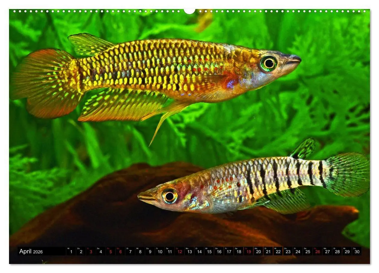 Bild: 9783457990063 | Bunte Fische der Welt - Killifische (Wandkalender 2026 DIN A2...