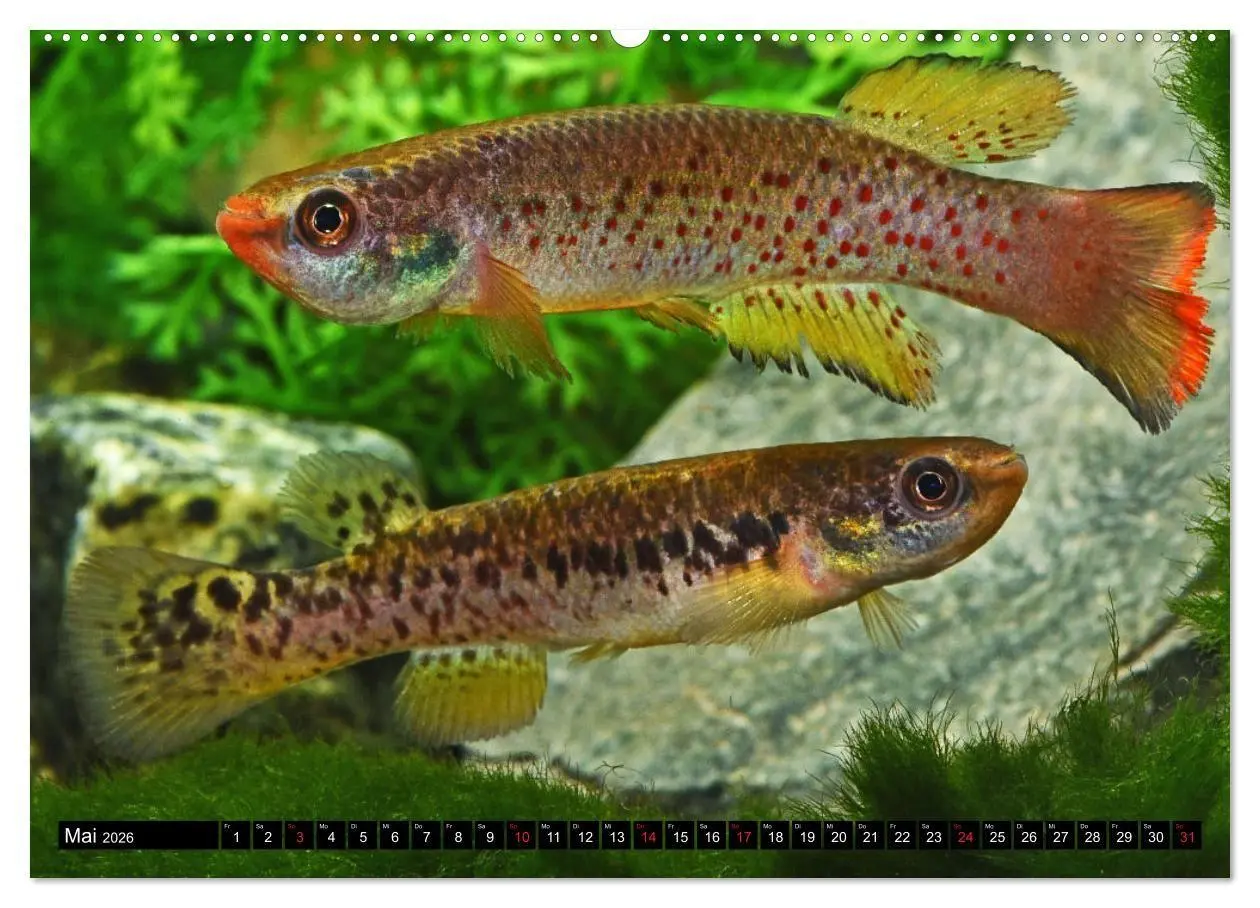 Bild: 9783457990063 | Bunte Fische der Welt - Killifische (Wandkalender 2026 DIN A2...