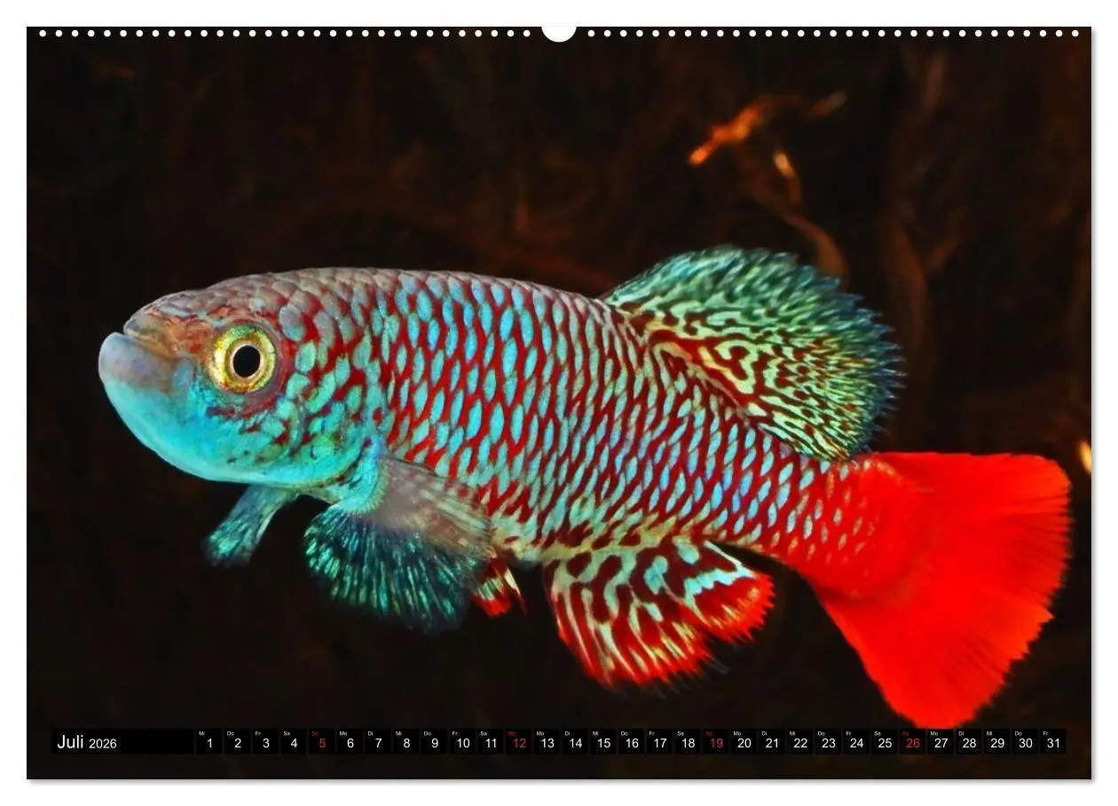 Bild: 9783457990063 | Bunte Fische der Welt - Killifische (Wandkalender 2026 DIN A2...