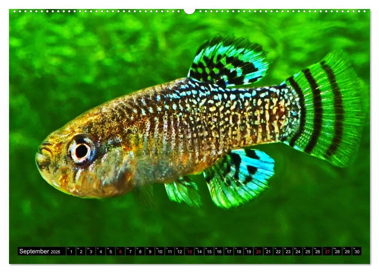 Bild: 9783457990063 | Bunte Fische der Welt - Killifische (Wandkalender 2026 DIN A2...