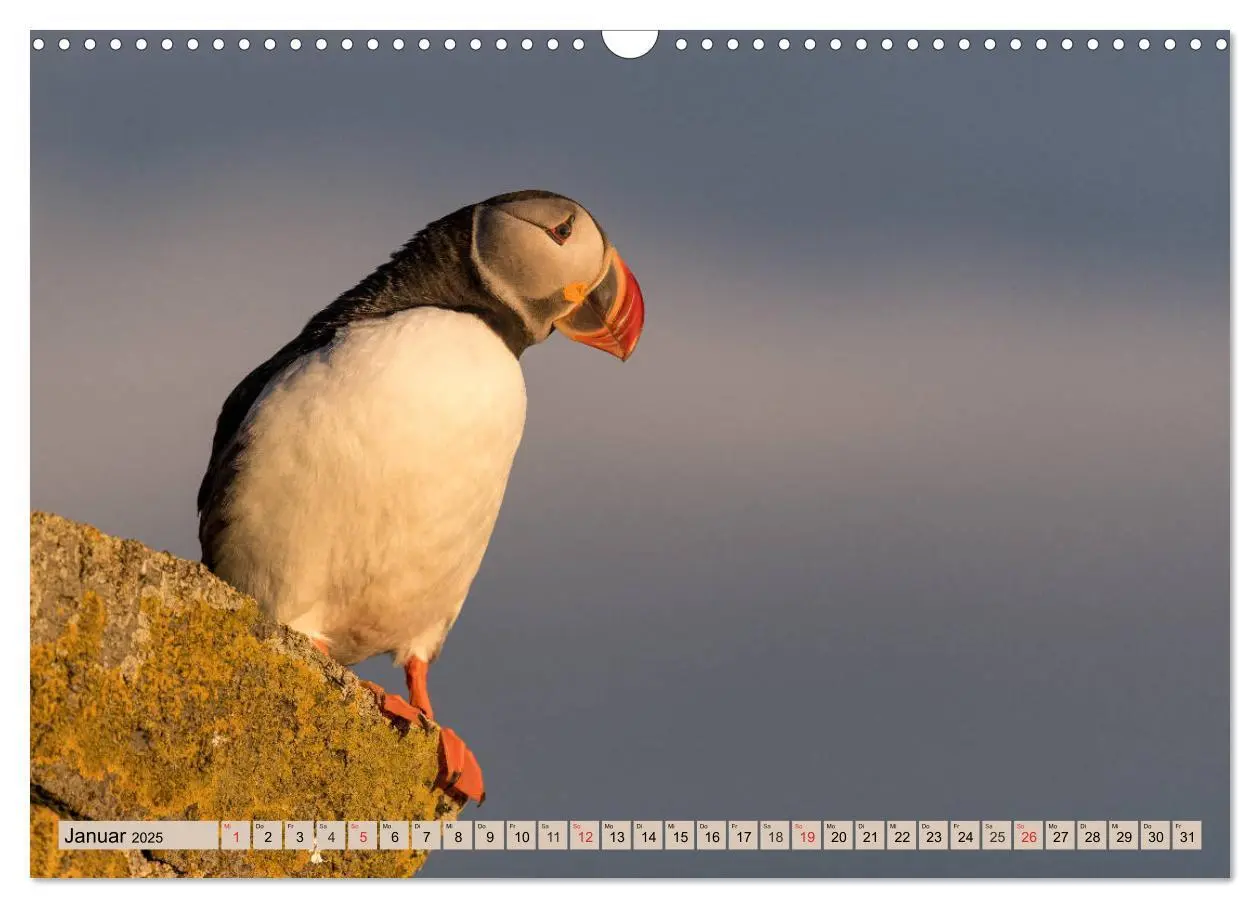 Bild: 9783435270163 | Papageitaucher - Puffins (Wandkalender 2025 DIN A3 quer), CALVENDO...