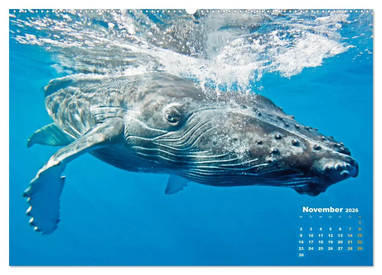 Bild: 9783457290163 | Buckelwale: Aus den blauen Tiefen der Ozeane (Wandkalender 2026 DIN...