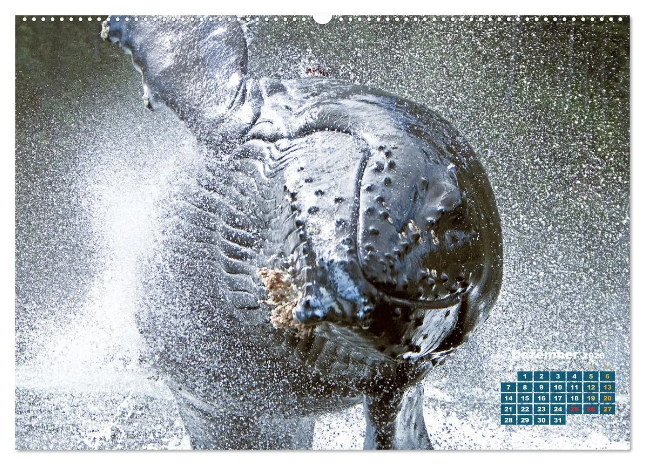 Bild: 9783457290163 | Buckelwale: Aus den blauen Tiefen der Ozeane (Wandkalender 2026 DIN...