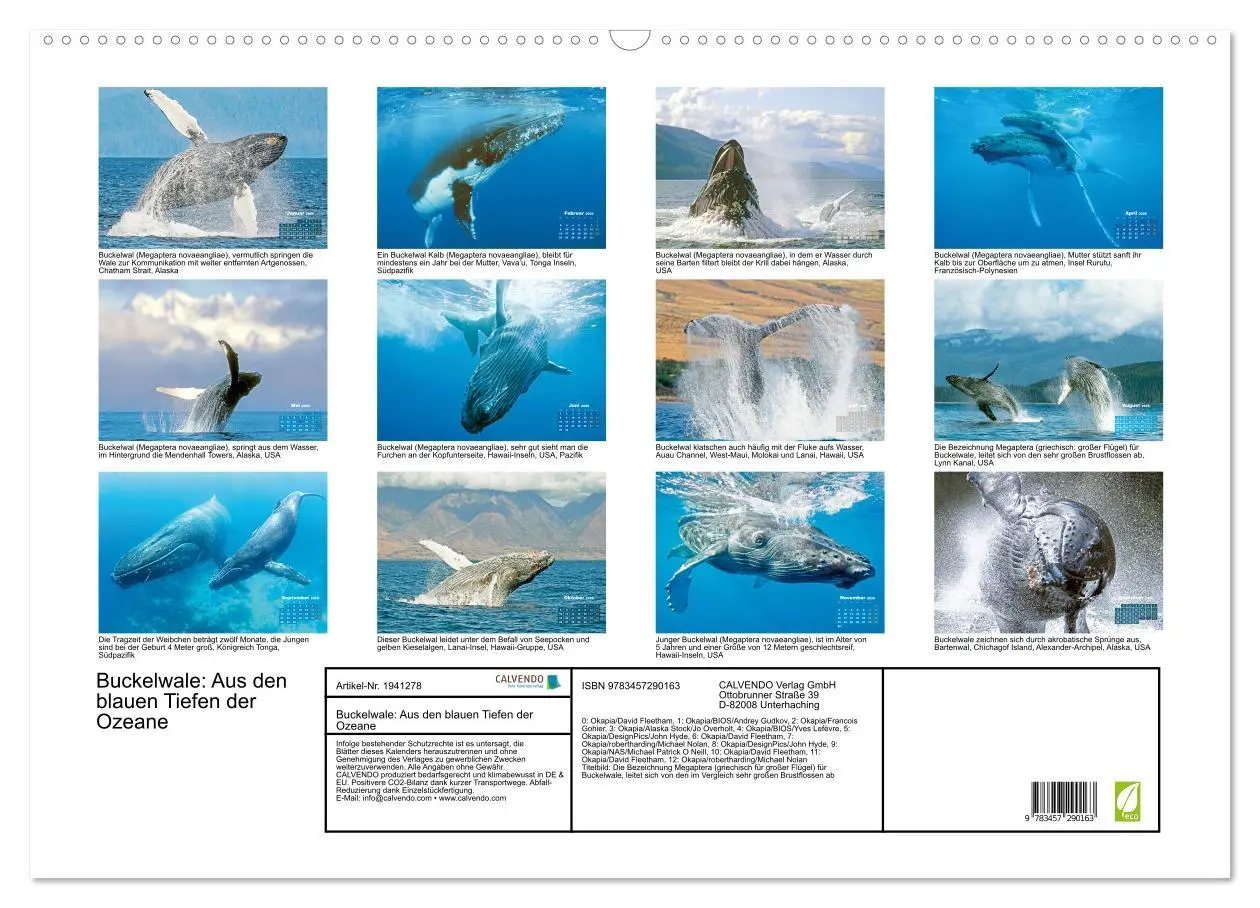 Bild: 9783457290163 | Buckelwale: Aus den blauen Tiefen der Ozeane (Wandkalender 2026 DIN...