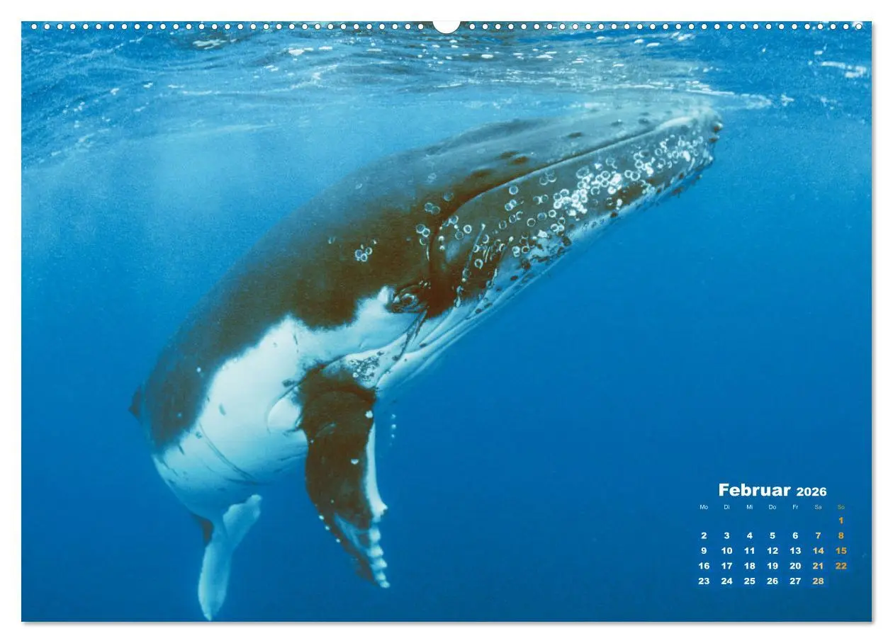 Bild: 9783457290163 | Buckelwale: Aus den blauen Tiefen der Ozeane (Wandkalender 2026 DIN...